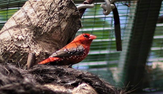 Berikut 9 Jenis Burung Finch atau Pipit yang Paling Digemari di Indonesia (3)