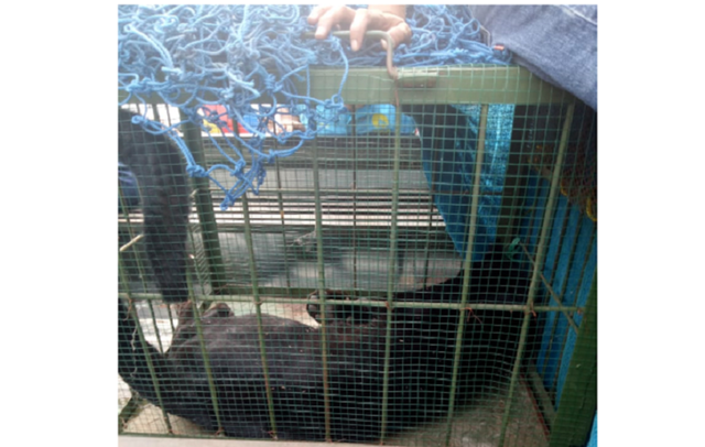 Seekor macan tutul berhasil ditangkap di Subang. (Dok Istimewa)