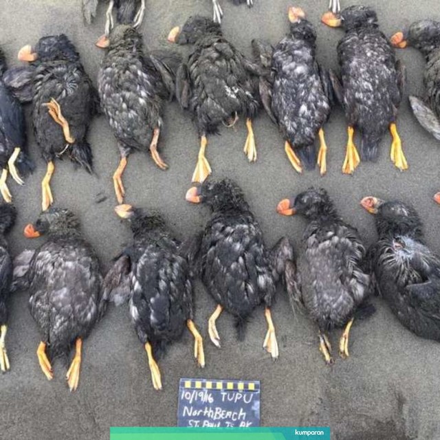 19 burung puffin ditemukan mati di Pantai Utara ST. Paul, Kepulauan Pribilof, Alaska. Foto: Aleut Community of ST Paul Island Ecosystem Conservation Office