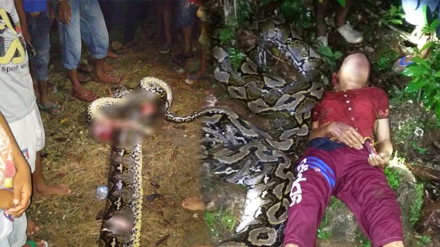 Ular piton dibunuh warga usai menerkam nenek berusia 55 tahun. Foto: dok. Polres Buton, Sulawesi Tenggara