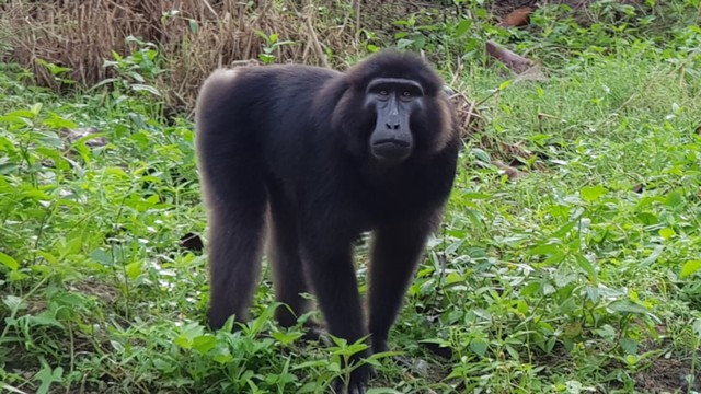 Kawanan Kera Sulawesi Jadi Hiburan Pemudik Di Jalur Kebun Kopi