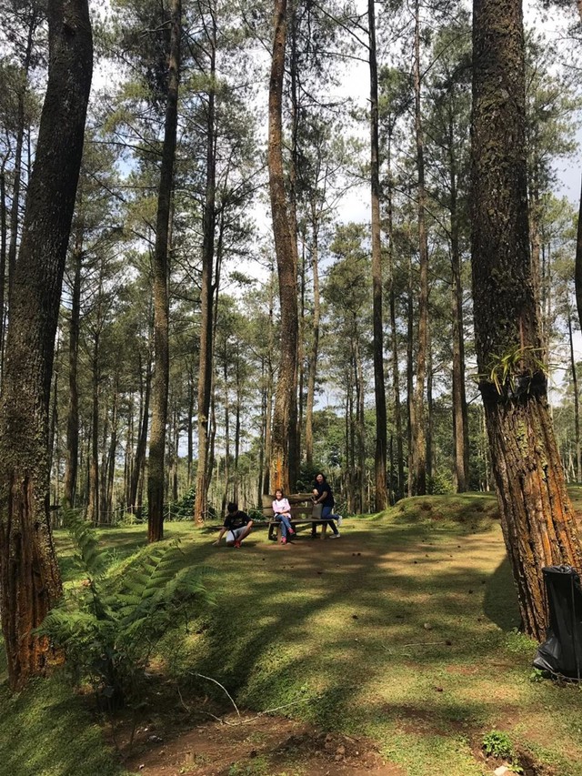 Unduh 44 Koleksi Background Cantik Hutan HD Gratis