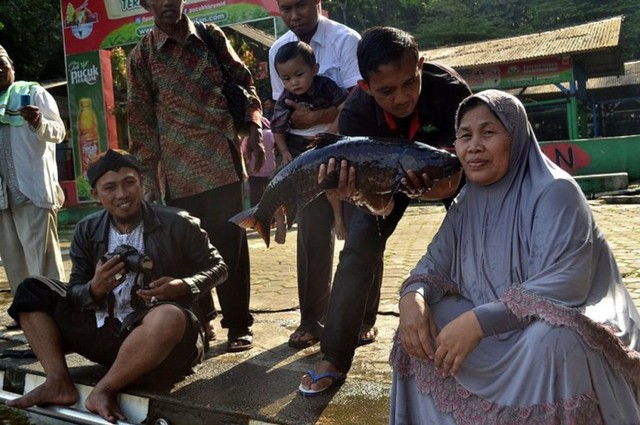 Saat berwisata di Cibulan, Kabupaten Kuningan, Jawa Barat, pengunjung juga bisa berfoto atau mencium ikan dewa yang konon merupakan jelmaan dari para prajurit Prabu Siliwangi. (Andry)