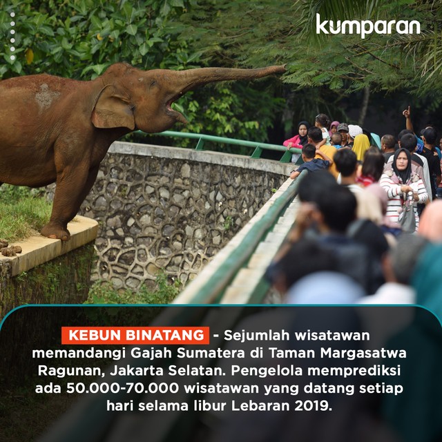 Konten Krispi: Sejumlah wisatawan mengamati gajah sumatra (Elephas maximus sumatranus) di Taman Margasatwa Ragunan (TMR), Jakarta Selatan, Kamis (6/6/2019). Foto: ANTARA FOTO/Aditya Pradana Putra