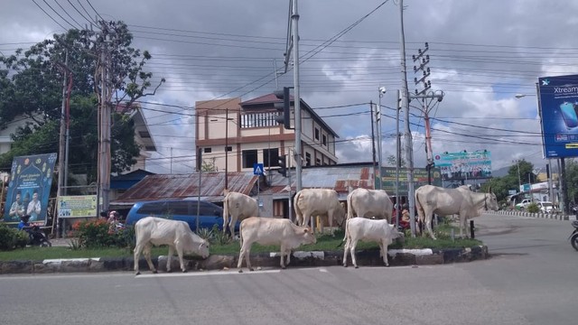 Sapi-sapi tampak berkeliaran dan memakan tanaman di Jalan Moh. Yamin, Kecamatan Palu Selatan, Kota Palu, Sabtu siang (8/6). Foto: Palu Poso