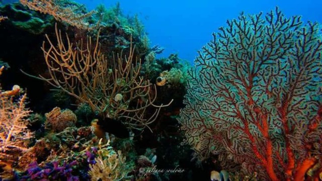 86 Gambar Alam Bawah Laut 86 Gambar Alam Bawah Laut