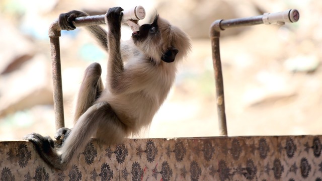 Ilustrasi monyet di India Foto: AFP/Himanshu Sharma