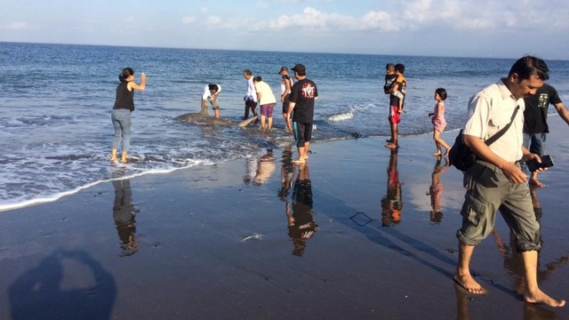 Suasan saat sejumlah warga mengevakuasi seekor Hiu ke laut. Foto: Dok. BKSDA Bali