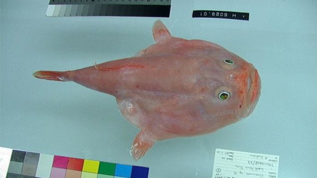 Coffinfish, ikan yang mampu menahan napas selama 4 menit. Foto: flickr
