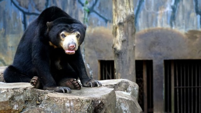 Beruang madu dewasa di Kebun Binatang Bandung (Foto: Agus Bebeng/Antara)