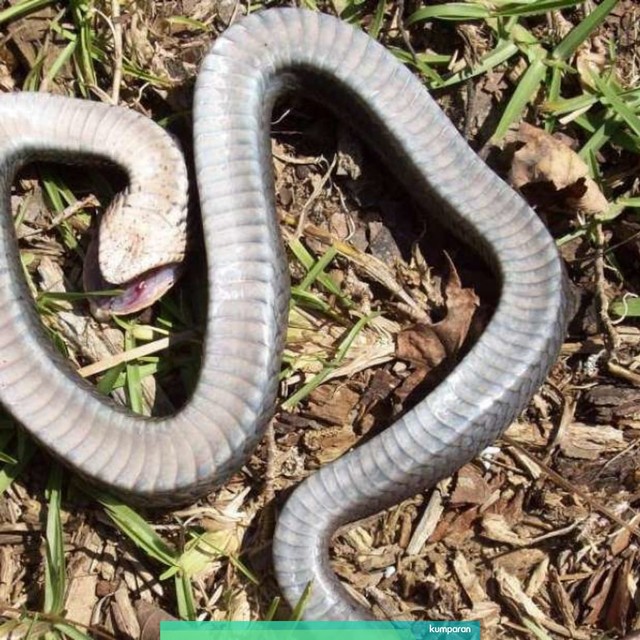 Ular hidung babi timur  (eastern hog-nose snake). Foto: North Carolina State Parks and Recreation via Facebook