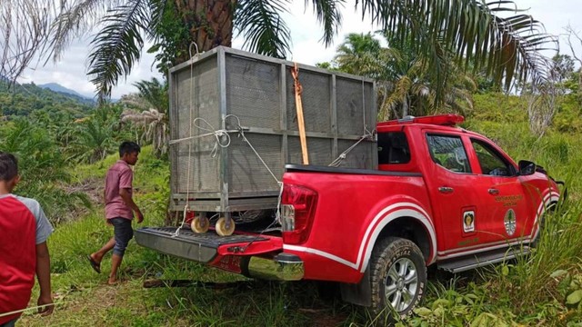 Anak Beruang Madu yang Terkena Jerat Babi di Aceh