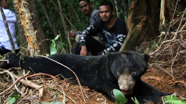 Beruang madu, jerat babi di perkebunan sawit Desa Lubuk, Kecamatan Jeumpa, Aceh Barat Daya, Aceh.