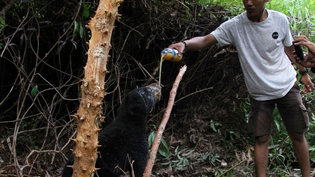 Beruang madu, jerat babi di perkebunan sawit Desa Lubuk, Kecamatan Jeumpa, Aceh Barat Daya, Aceh.