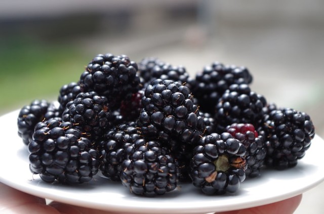 Buah blackberry Foto: Pixabay