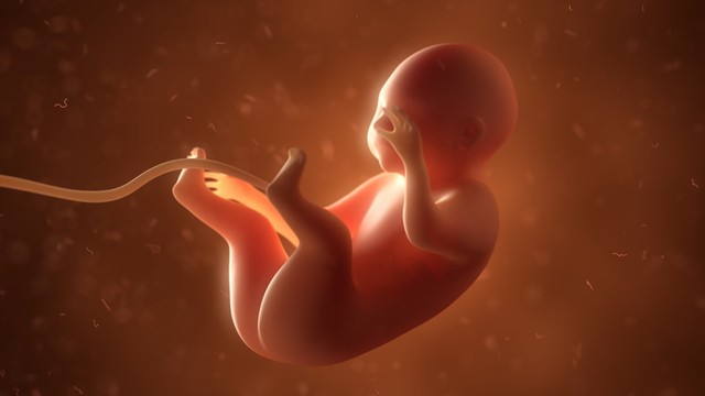 Ilustrasi perkembangan janin dalam rahim Foto: Shutterstock