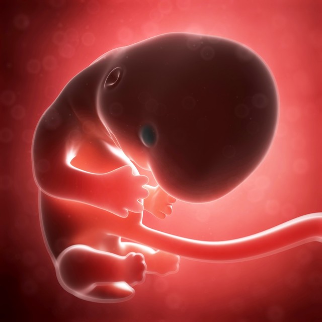 Ilustrasi bayi dalam kandungan di usia 8 minggu atau kurang lebih 2 bulan Foto: Shutterstock