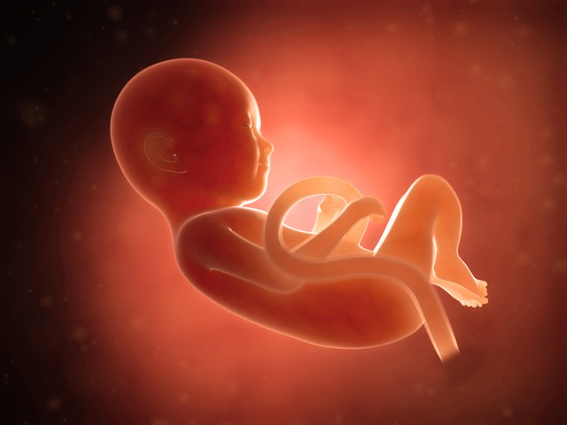 Ilustrasi janin usia 9 bulan. Tubuhnya sudah sebesar semangka. Foto: Shutterstock