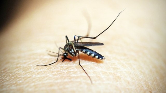 Ilustrasi nyamuk demam berdarah. Foto : kumparan