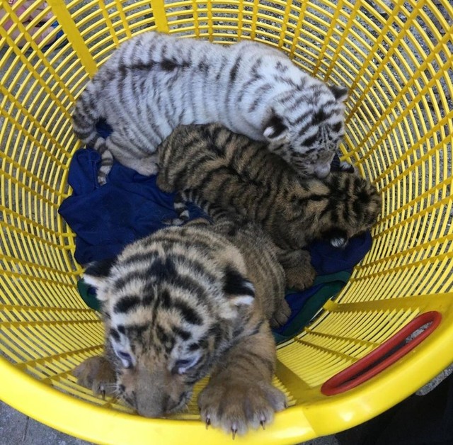 Ketiga bayi harimau hasil kawin campuran, penghuni baru di Sinka Zoo. Foto: Dok Hi!Pontianak 