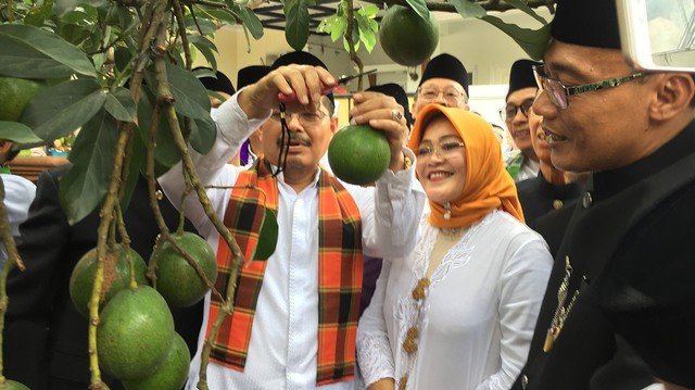 Wali Kota Jakarta Selatan Marullah Matali saat melakukan pemetikan buah alpukat. Foto: Gitario Vista Inasis/kumparan