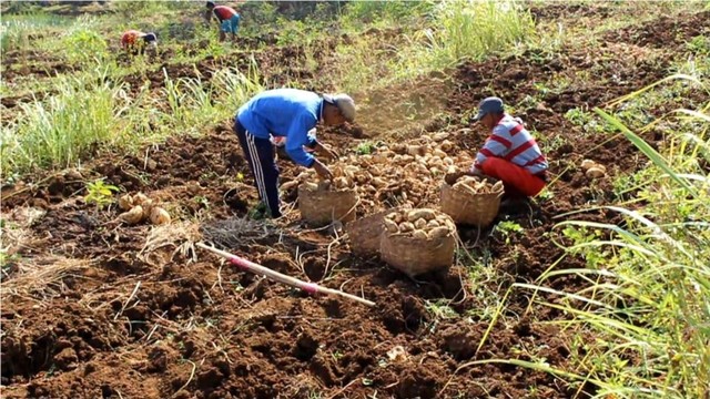 Petani ubi Kabupaten Kuningan mengeluh akibat harga jual anjlok. Kerugian petani ubi ditambah pula dengan kualitas ubi yang dihasilkan turun. (Andri)