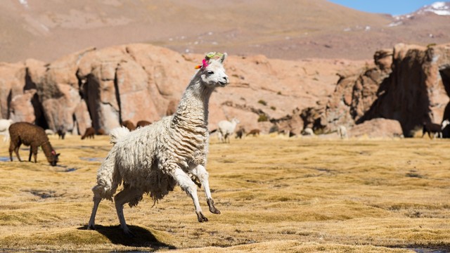 Llama di Bolivia tengah beraktivitas Foto: Flickr/Vincent Poulissen