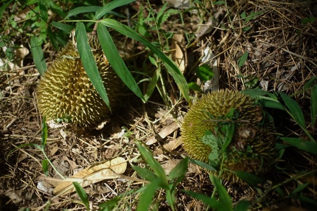 Download 58 Koleksi Gambar Durian Jatuh Terbaik Gratis HD