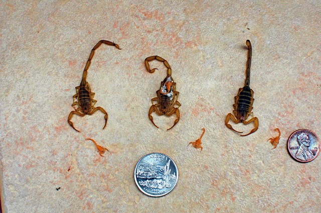 Basgen-scorpion-compared | wikimedia.org