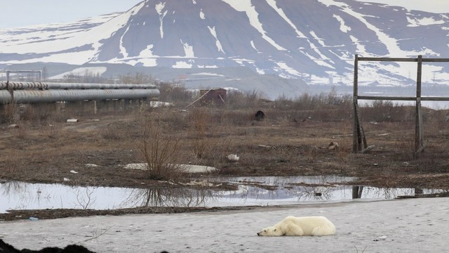 beruang kutub liar terlihat di kota industri Norilsk, Rusia