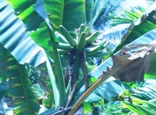 Pohon pisang asli Pulau Kapotar, Kabupaten Nabire, Papua. (Foto Hari Suroto)