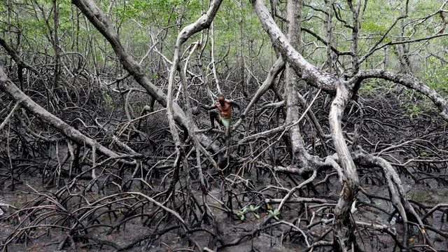 Nelayan Jose da Cruz berada di antara hutan mangrove di Cairu, Brazil. Foto: Reuters/Nacho Doce