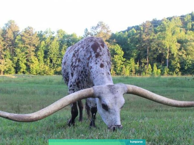 Poncho Via, sapi dengan tanduk terpanjang di dunia. Foto: Guinness World Records