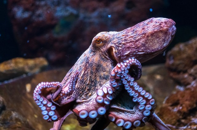 Gurita Pasifik Raksasa tergolong hewan yang cerdas dan mampu memecahkan teka-teki rumit. Foto: Dok. Jakarta Aquarium