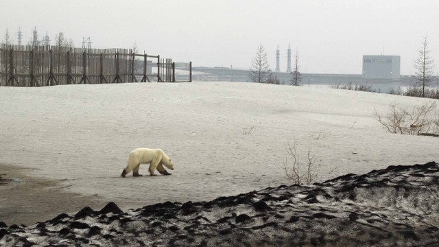 Seekor beruang kutub liar terlihat di kota industri Norilsk, Rusia. Foto: REUTERS/Vyacheslav Yarinskiy