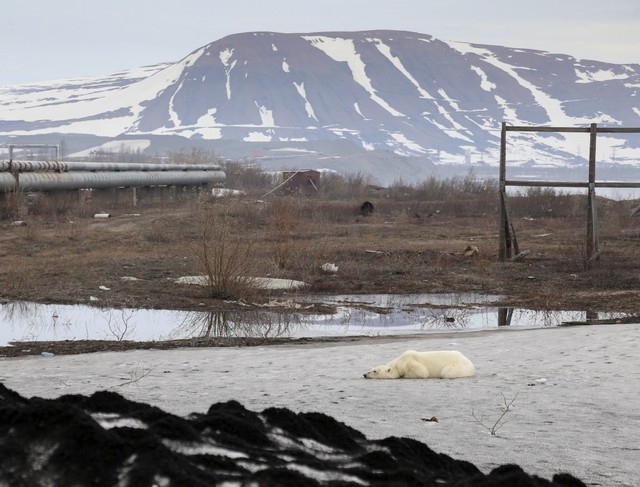 Seekor beruang kutub liar terlihat di kota industri Norilsk, Rusia. Foto: REUTERS/Irina Yarinskaya/Zapolyarnaya Pravda