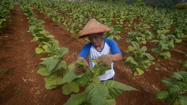 Tembakau, Petani