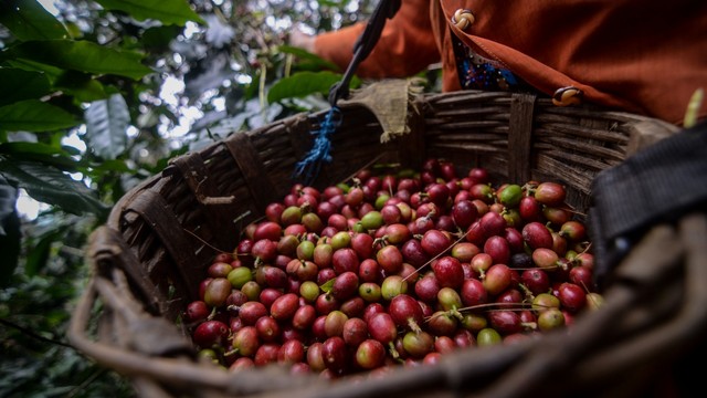 Petani memanen kopi arabika di Desa Mekarmanik, Kabupaten Bandung, Jawa Barat. Foto: ANTARA FOTO/Raisan Al Farisi