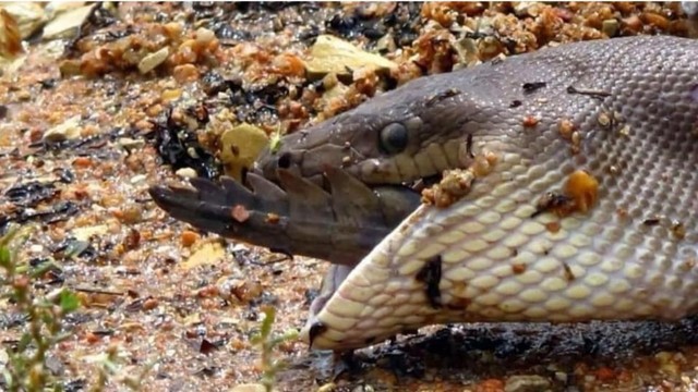 Seekor Ular Piton Di Australia Telan Buaya Secara Utuh Kumparan Com