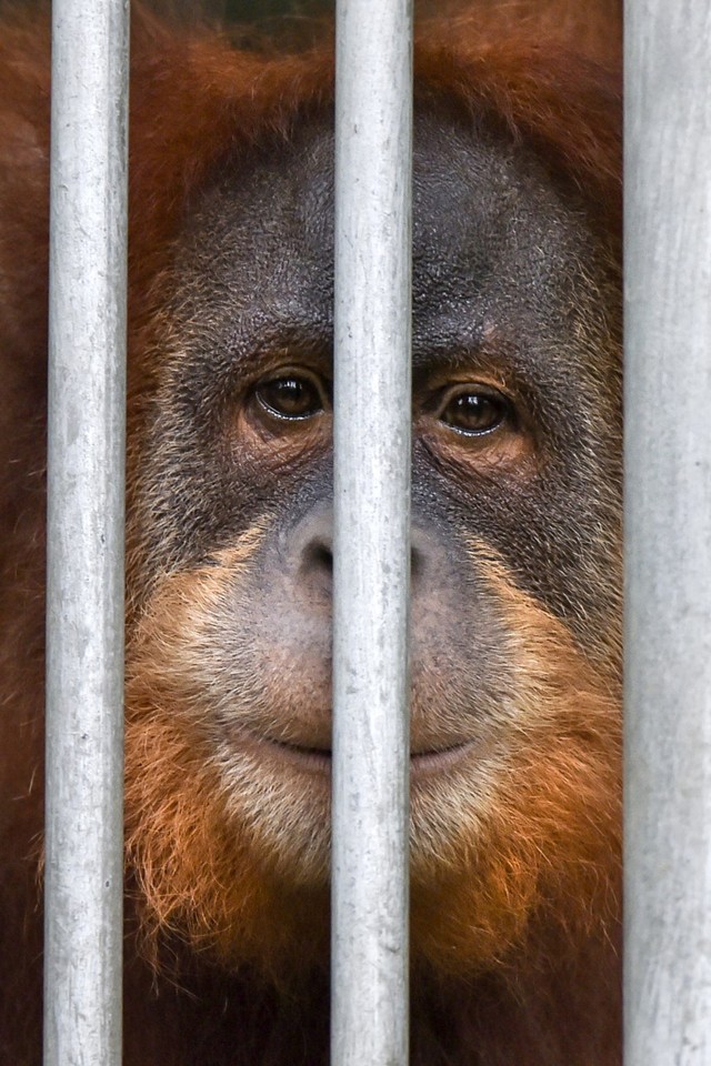 Ilustrasi seekor orangutan. Foto: AFP/CHAIDEER MAHYUDDIN