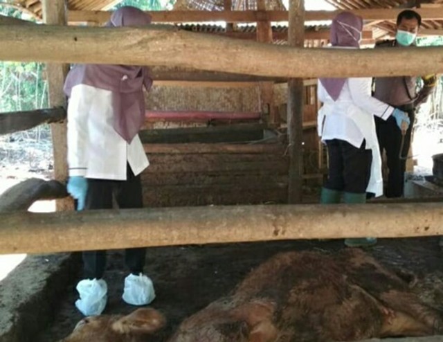 Petugas memeriksa sapi yang mati di wilayah terpapar penyakit Antrhax, Gunungkidul, Kamis (20/6/2019). Foto: erl.