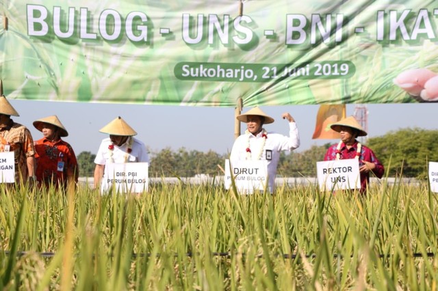 Panen perdana hasil kerjasama antara Bulog, Ikatani, UNS, dan BNI di lahan sawah milik UNS pada Jumat (21/06/2019). (Agung Santoso)