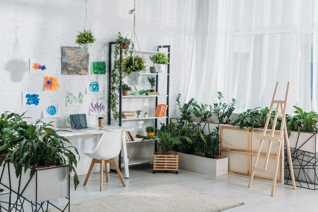 Ilustrasi tanaman dalam ruangan Foto: Shutterstock