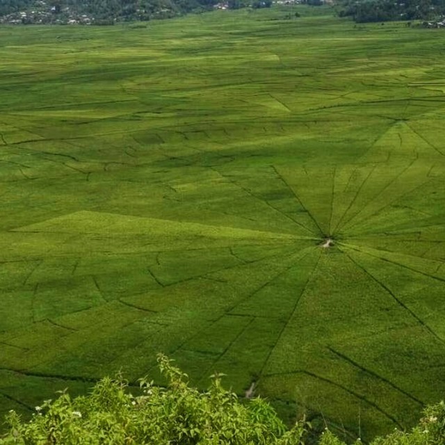 Sawah berbentuk jaring laba - laba di Cancar, Kabupaten Manggarai.Foto oleh: Elvis,florespedia/kumparan.com