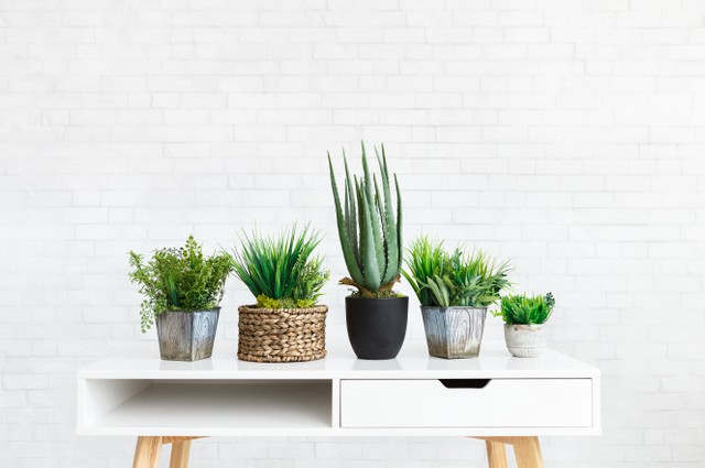 Pilihan tanaman yang bisa diletakkan dalam kamar. Foto: Shutterstock