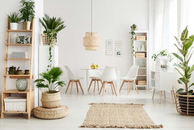 Manfaat tanaman dalam ruangan. Foto: Shutterstock