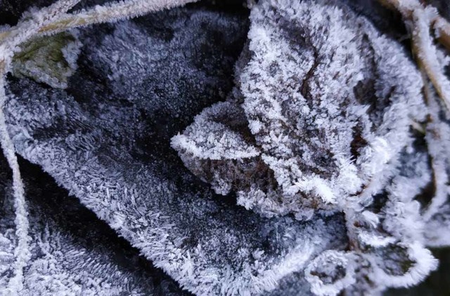 Embun Es akibat suhu ekstrem di Dieng, tepatnya di komplek Candi Arjuna. Foto: Dok. UPT Pengelola OW Dinas Pariwisata dan Kebudayaan Kabupaten Banjarnegara