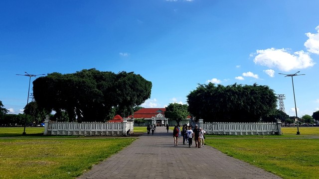 Pohon beringin untuk latihan Masangin di Alun-Alun Kidul, Yogyakarta Foto: Shutter Stock