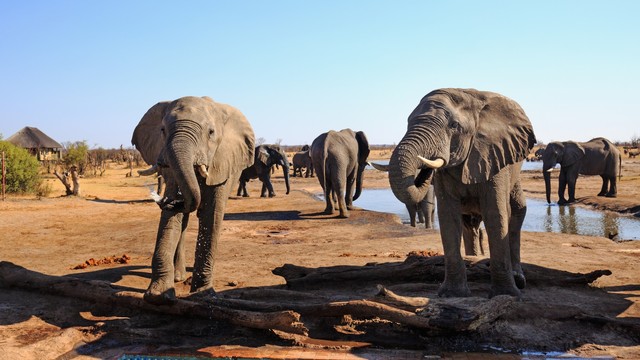 Ilustrasi Gajah di Taman Nasional Hwange Zimbabwe, Afrika Selatan. Foto: Shutter Stock