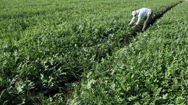 Petani merawat tanaman semangka di area persawahan di Kecamatan Galesong Utara, Takalar, Sulawesi Selatan, Sabtu (15/6). Foto: ANTARA FOTO/Arnas Padda